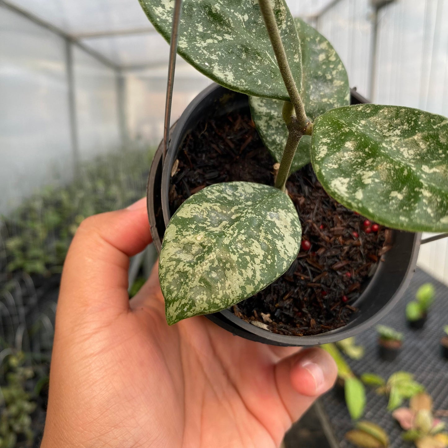 Hoya Rundumensis High Splash