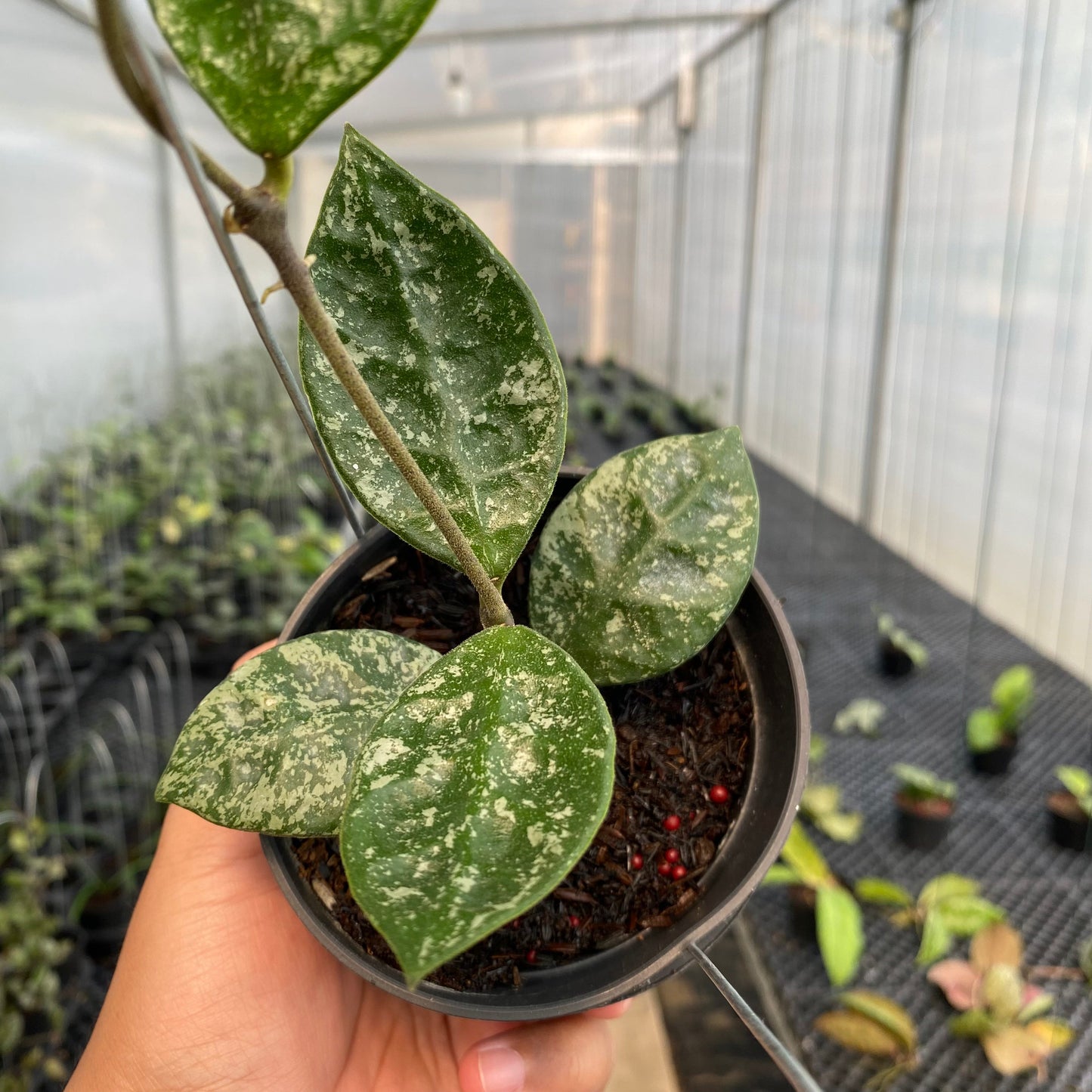Hoya Rundumensis High Splash