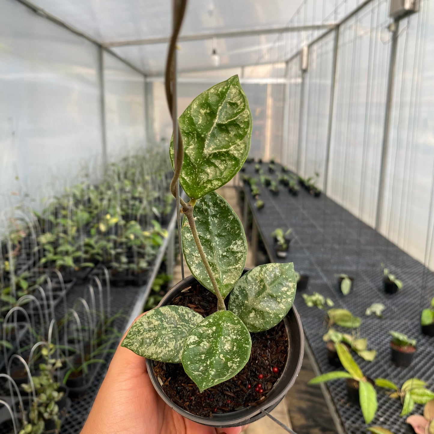 Hoya Rundumensis High Splash - Indonesian Rare Plants