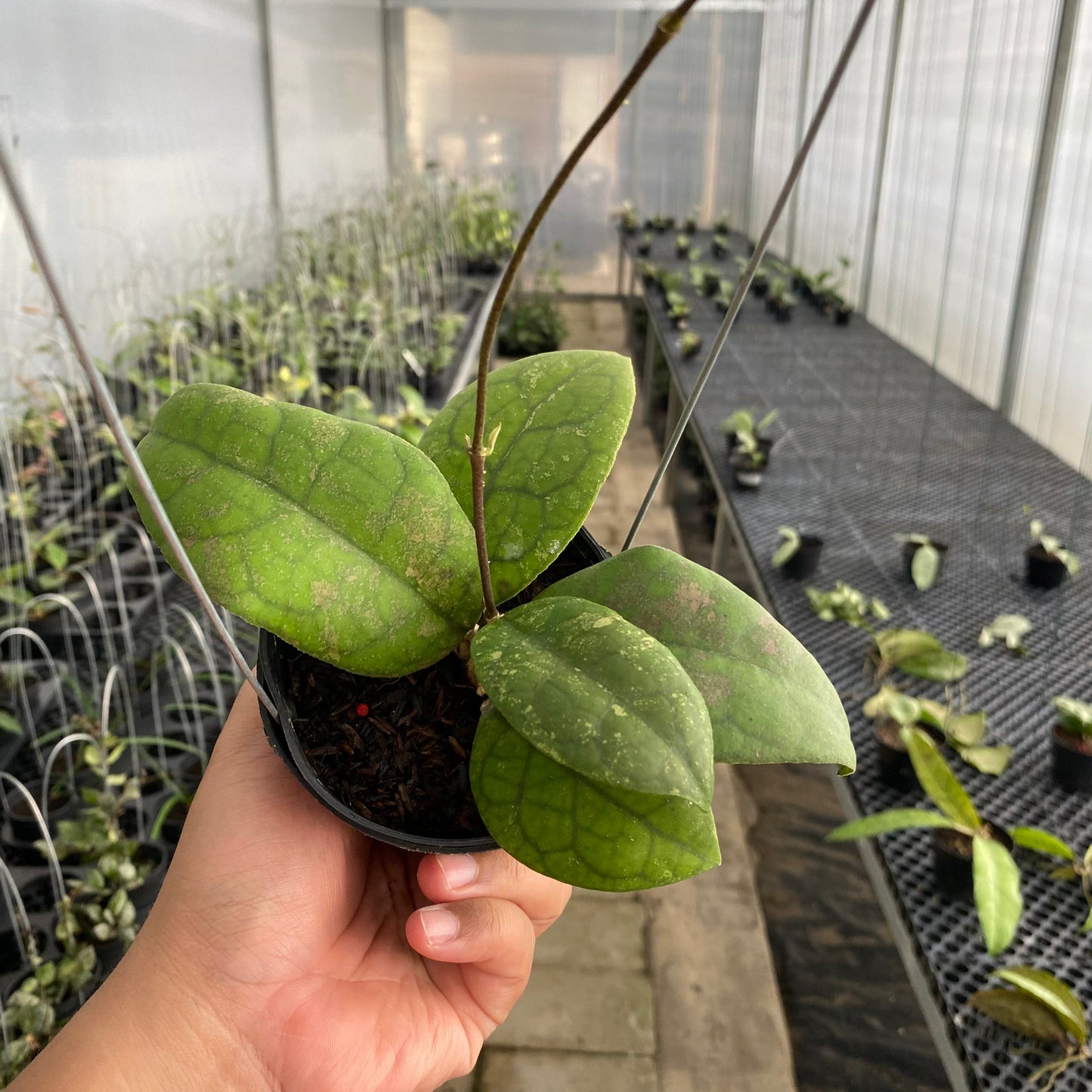 Hoya SP Bengkulu Round Leaf - Indonesian Rare Plants