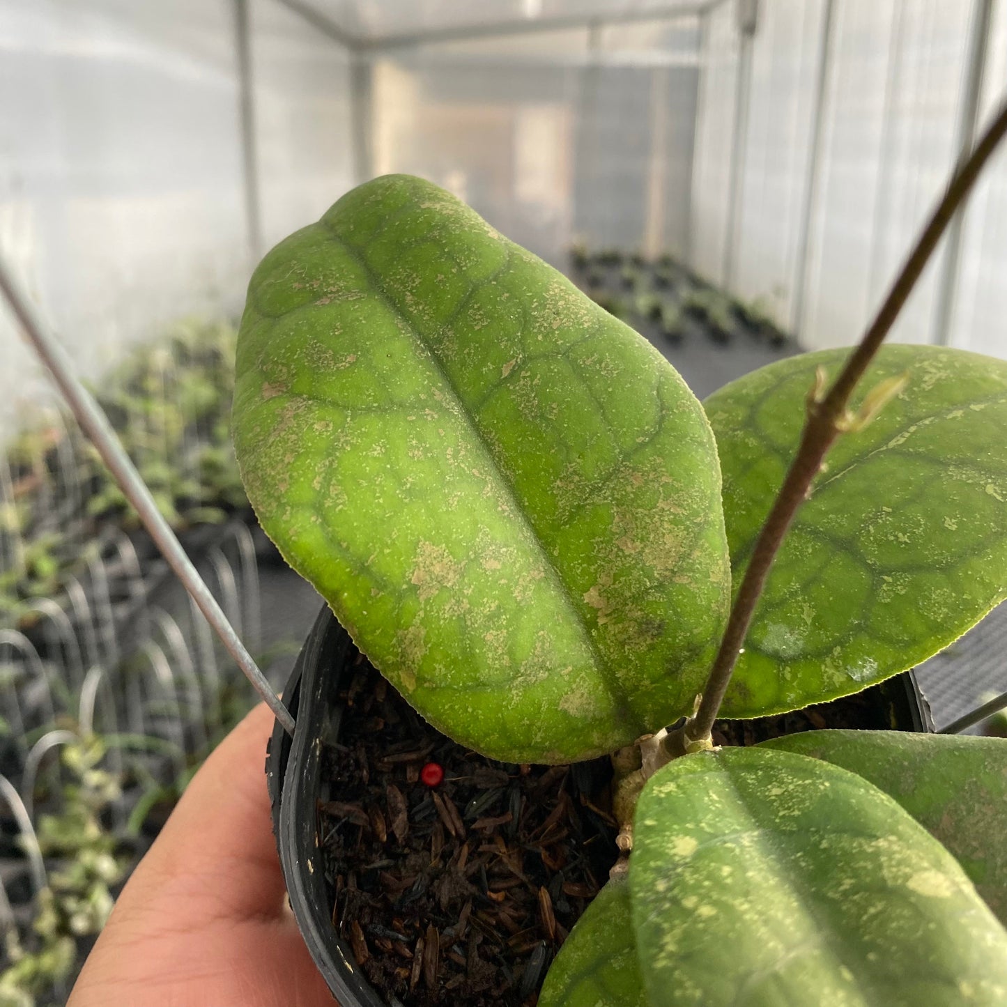 Hoya SP Bengkulu Round Leaf