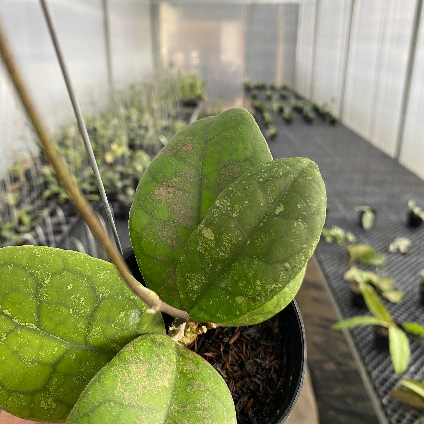 Hoya SP Bengkulu Round Leaf