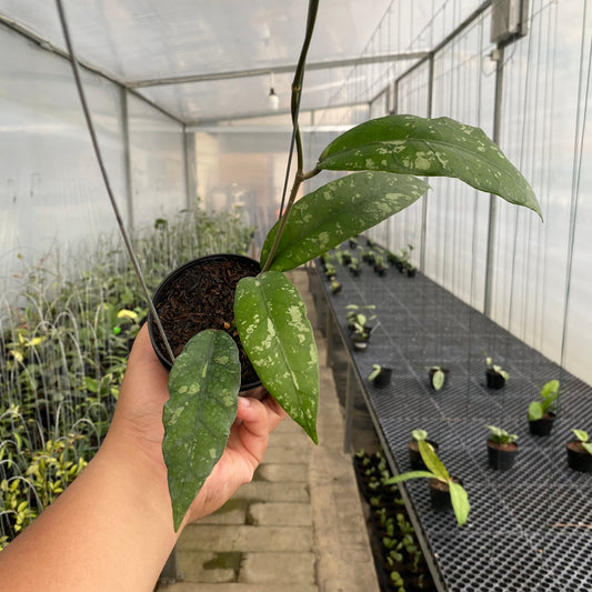 Hoya SP Aceh Opop - Indonesian Rare Plants