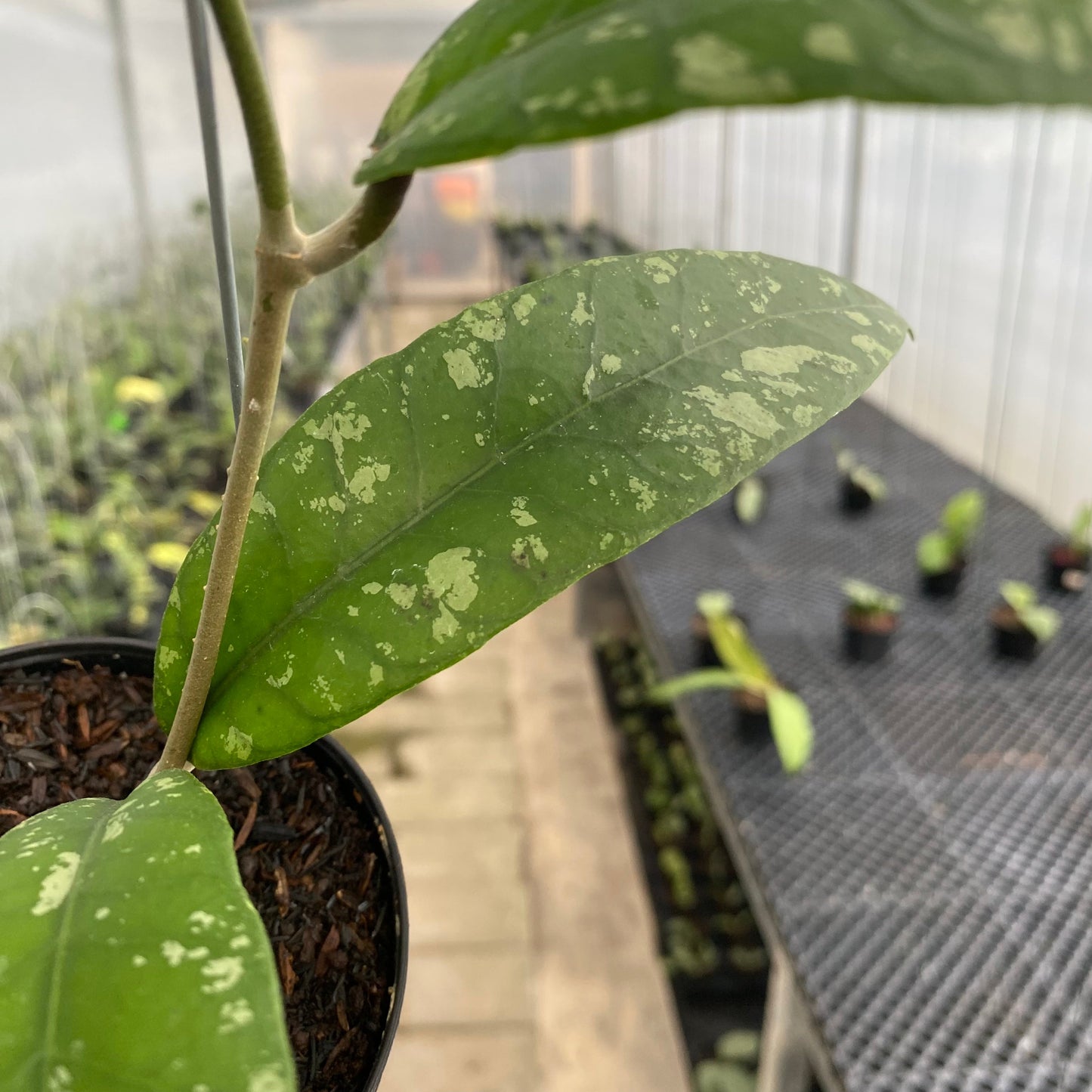 Hoya SP Aceh Opop