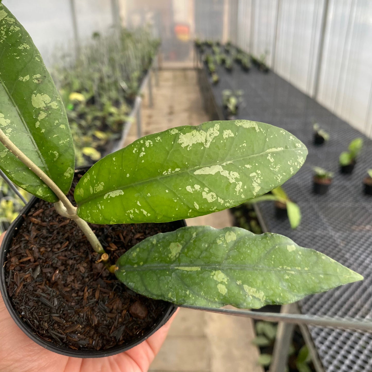 Hoya SP Aceh Opop