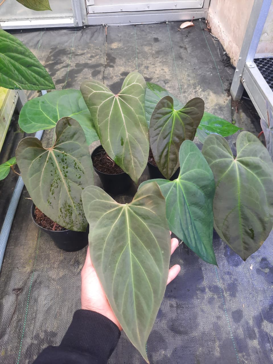 Anthurium Black Emerald x Portillae — rare Indonesian plant