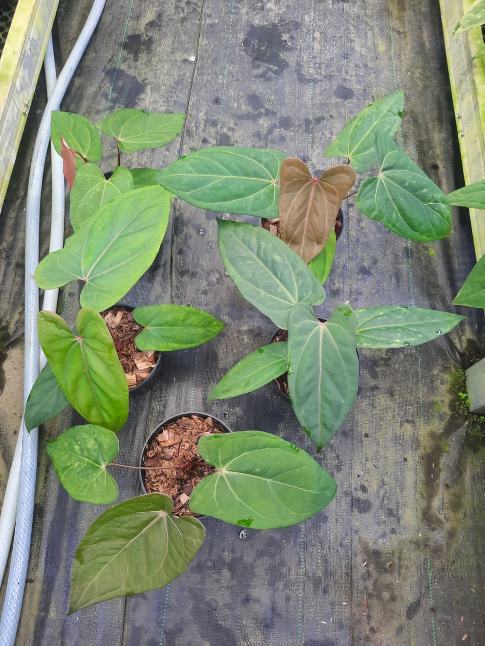 Anthurium Black Sweet x Red Sonya — rare Indonesian plant