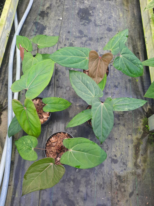 Anthurium Black Sweet x Red Sonya — rare Indonesian plant