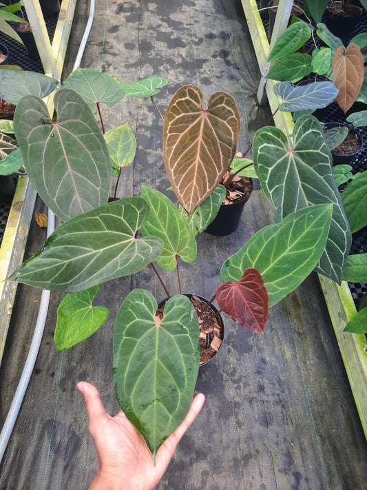 Anthurium Black Sweet x Zara Michelle — rare Indonesian plant