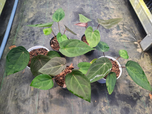 Anthurium Red Spider Self — rare Indonesian plant