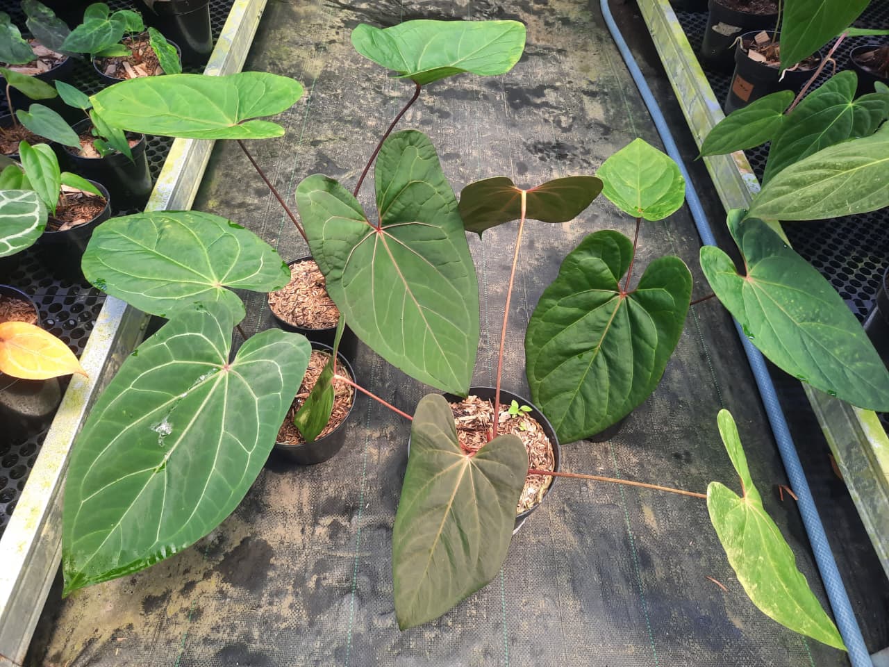 Anthurium Red Spider x Red Stem — rare Indonesian plant