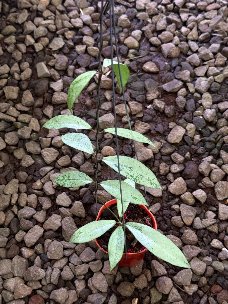 Hoya Alena — rare Indonesian plant