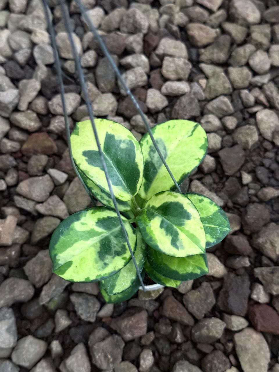 Hoya Australis Peacock — rare Indonesian plant