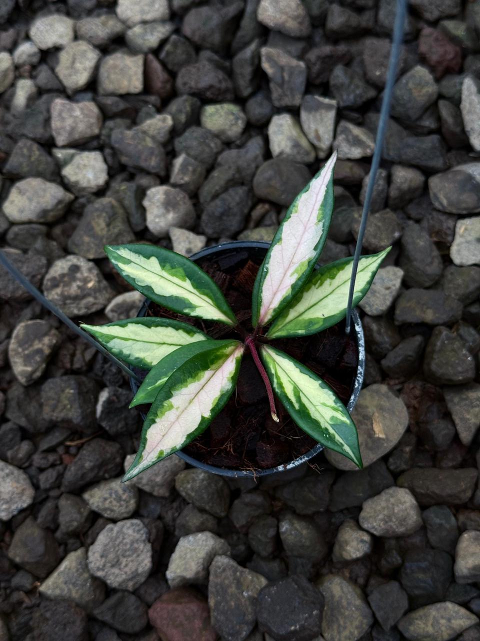 Hoya Carnosa Narrow Inner Variegated — rare Indonesian plant