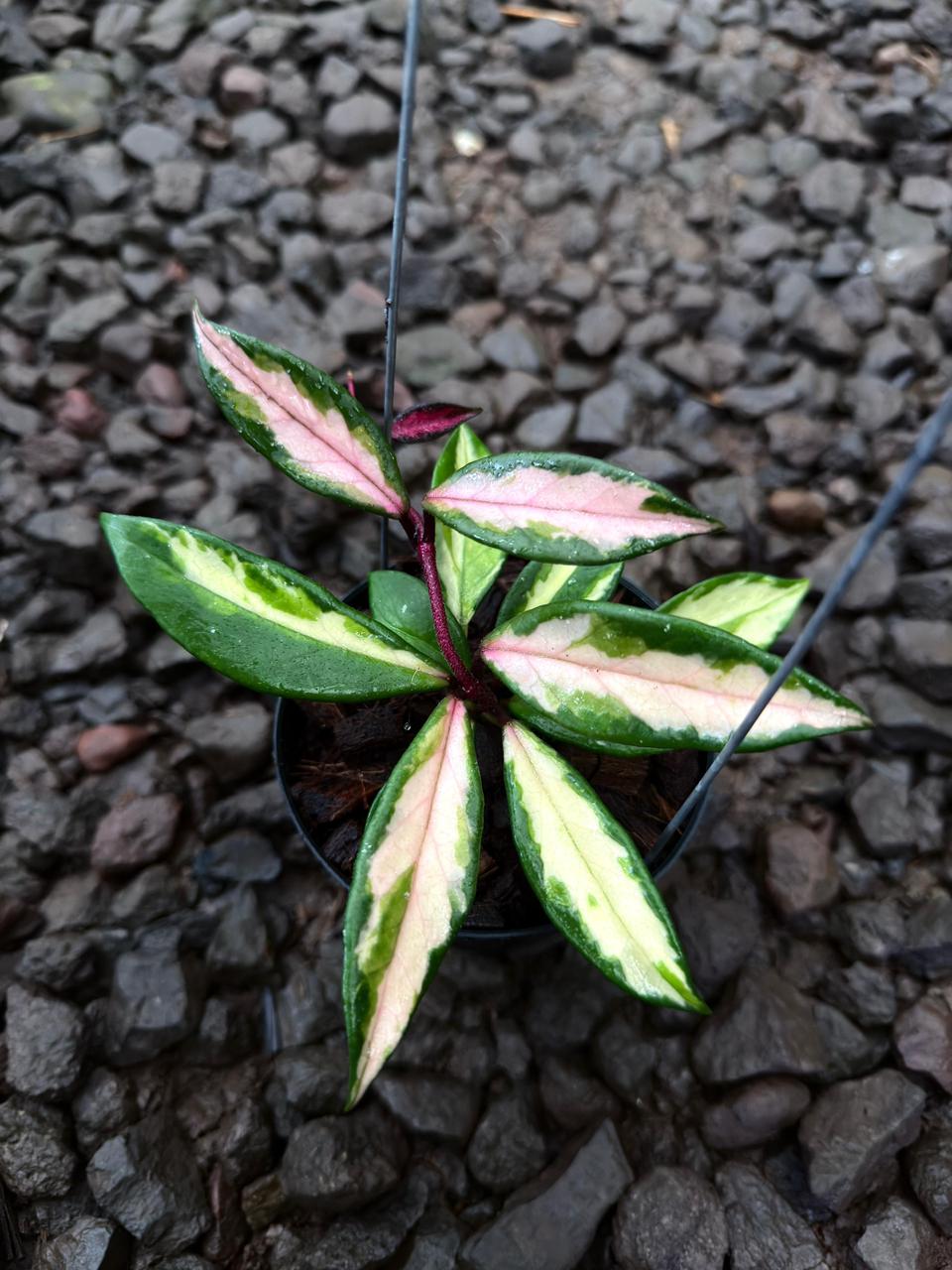 Hoya Carnosa Narrow Inner Variegated — photo 2