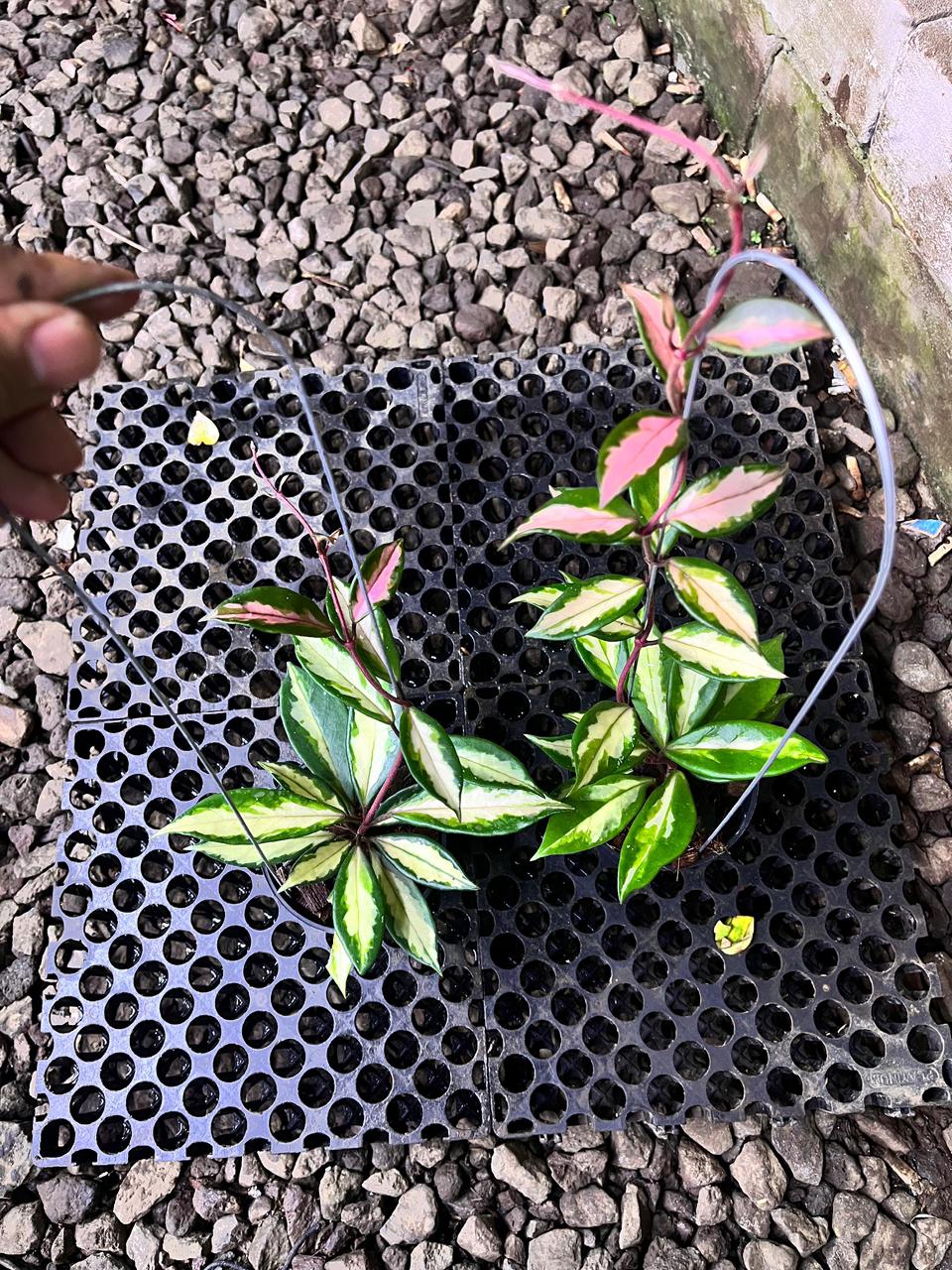 Hoya Carnosa Narrow Inner Variegated — photo 3