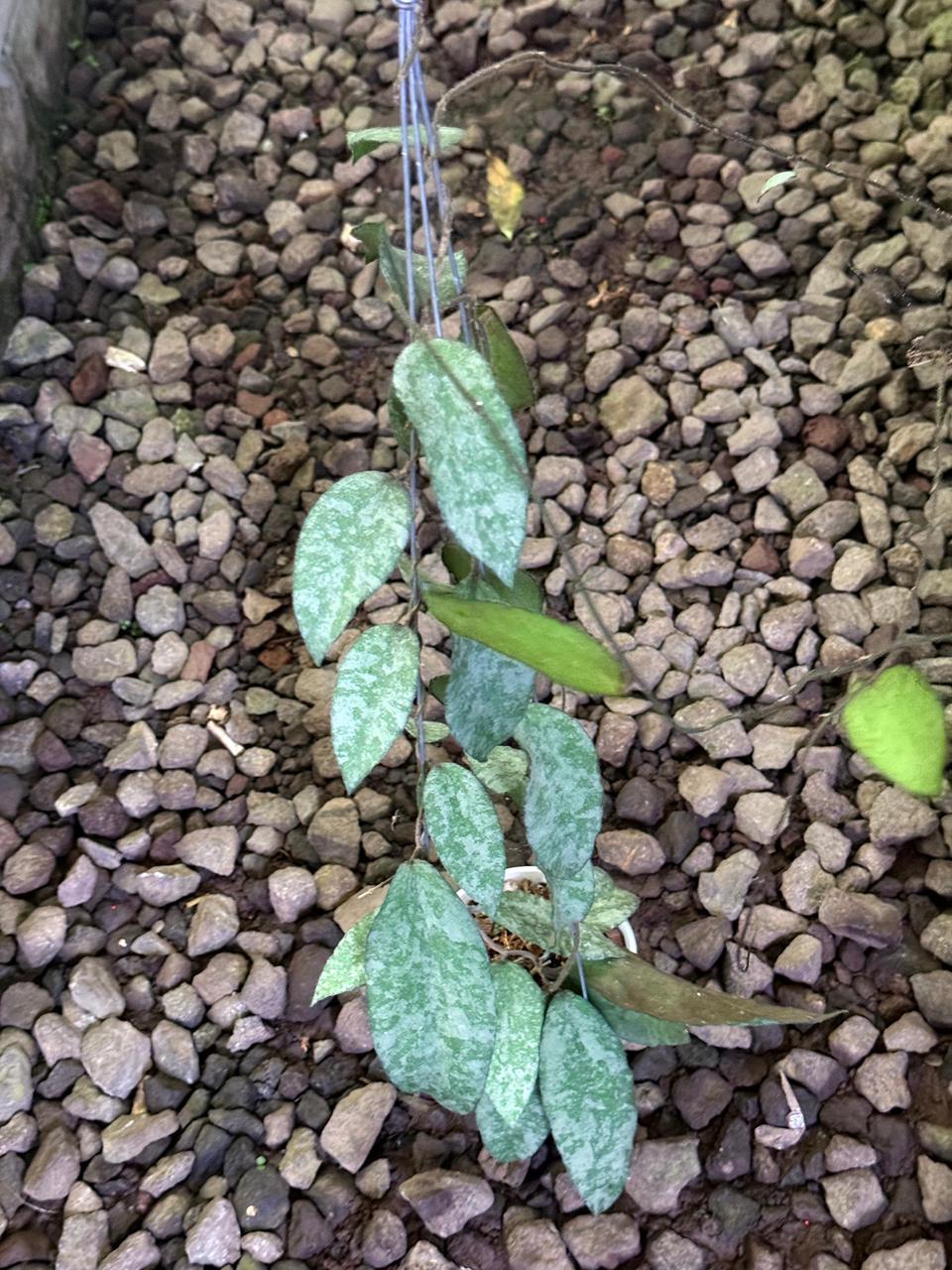 Hoya Caudata Silver Aceh — rare Indonesian plant