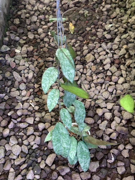 Hoya Caudata Silver Aceh — rare Indonesian plant