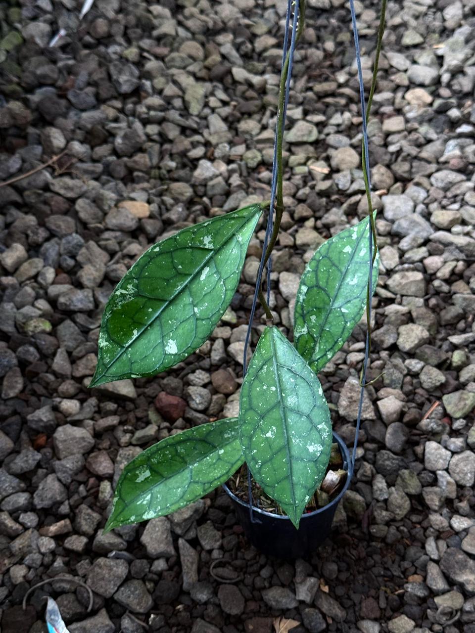 Hoya Clemensiorum Purba Borneo — rare Indonesian plant