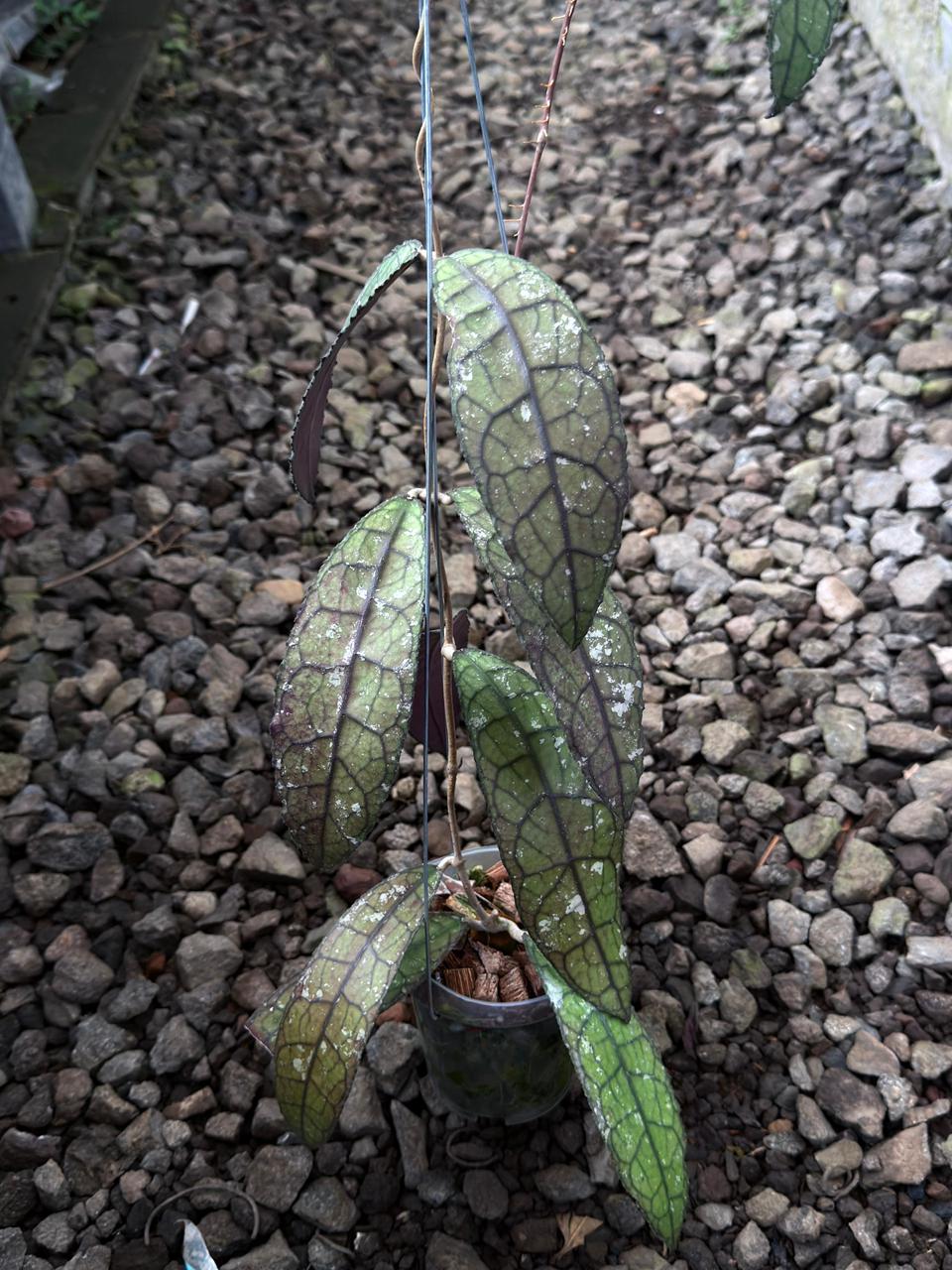 Hoya Clemensiorum Splash — rare Indonesian plant