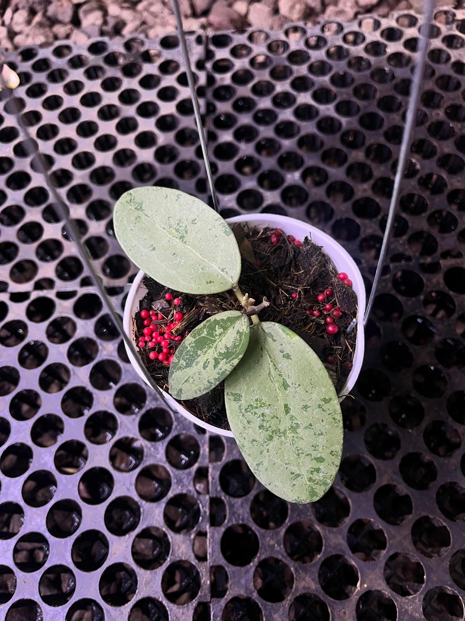 Hoya Elliptica Silver — rare Indonesian plant