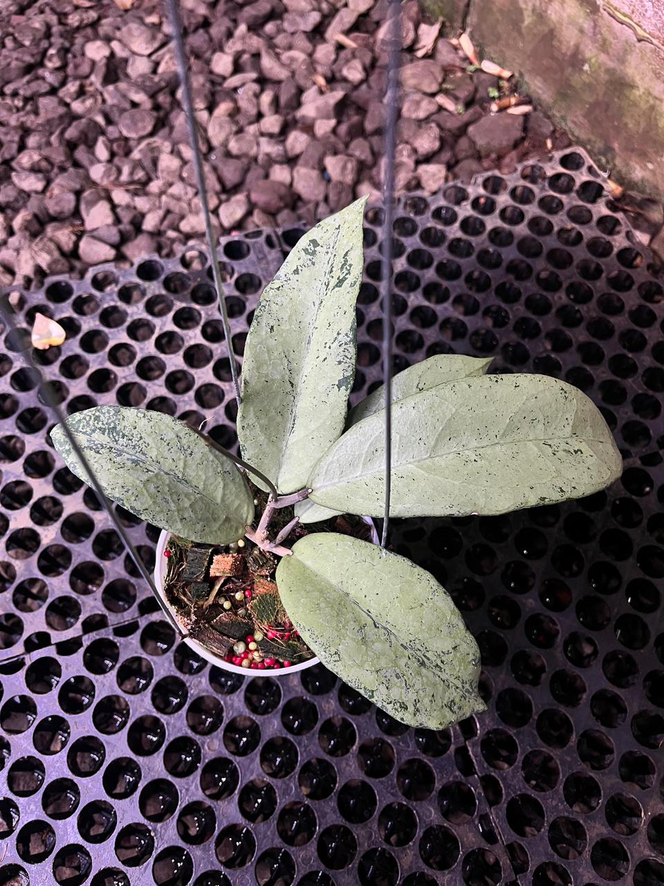 Hoya Emperor Silver — rare Indonesian plant