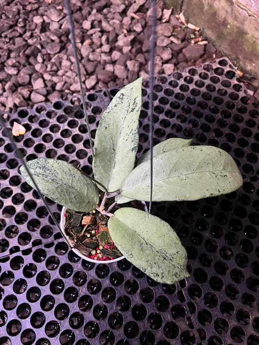 Hoya Emperor Silver — rare Indonesian plant