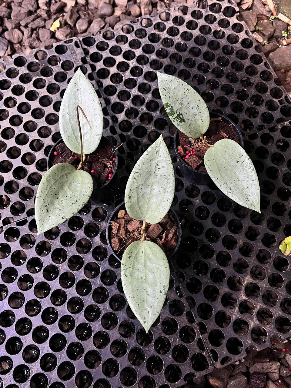 Hoya Glabra Silver Gin — rare Indonesian plant