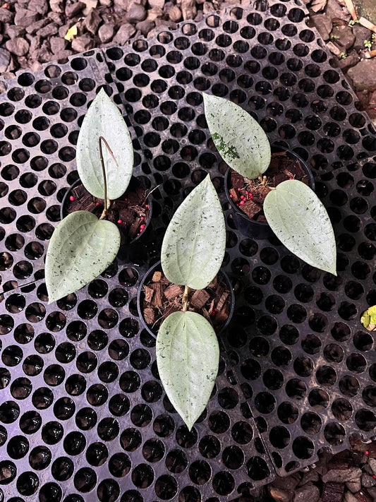 Hoya Glabra Silver Gin — rare Indonesian plant