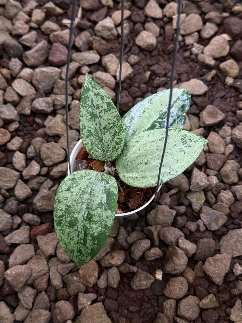 Hoya Latifolia MRH Full Silver — rare Indonesian plant