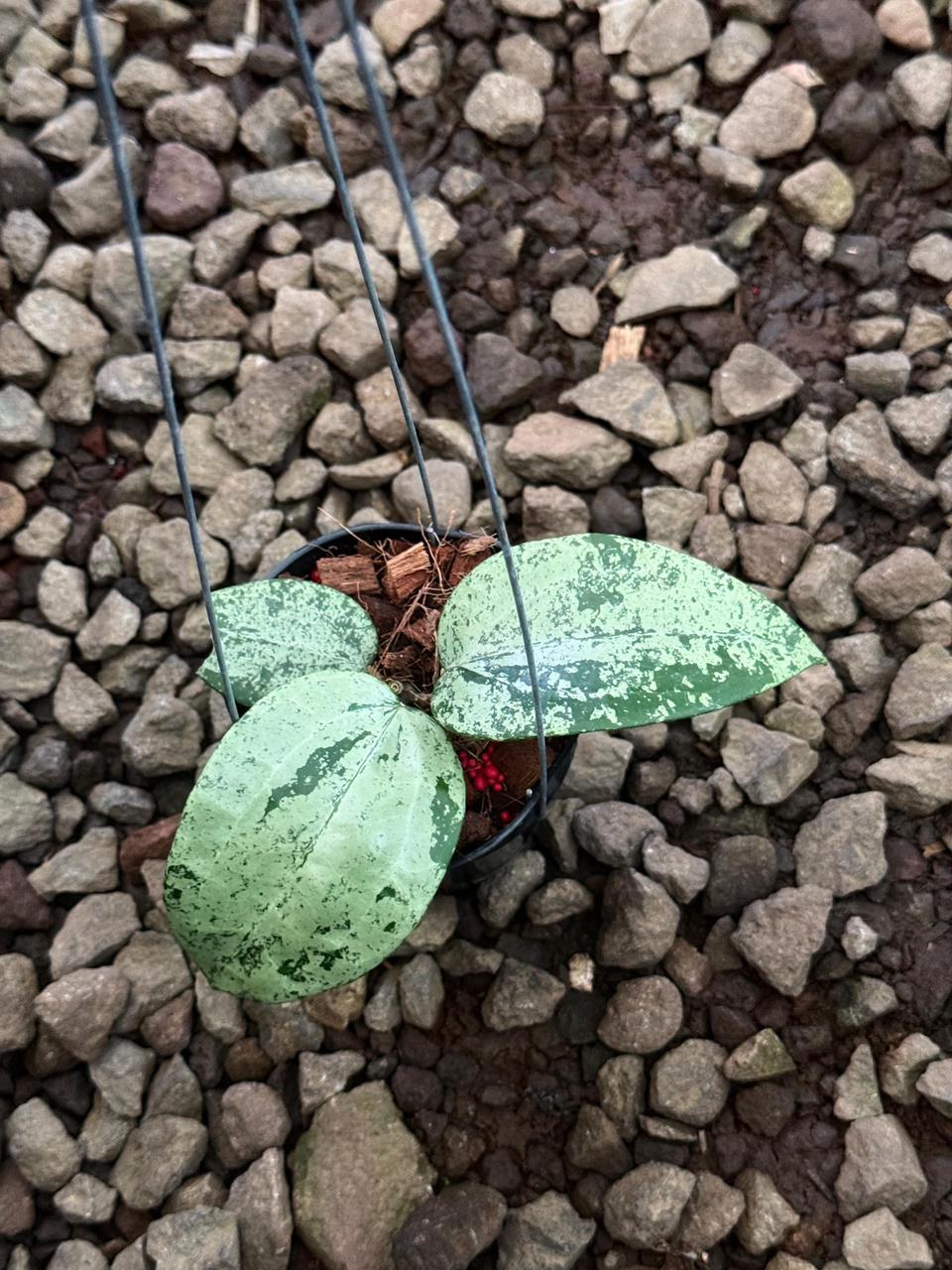 Hoya Latifolia MRH Full Silver — photo 2
