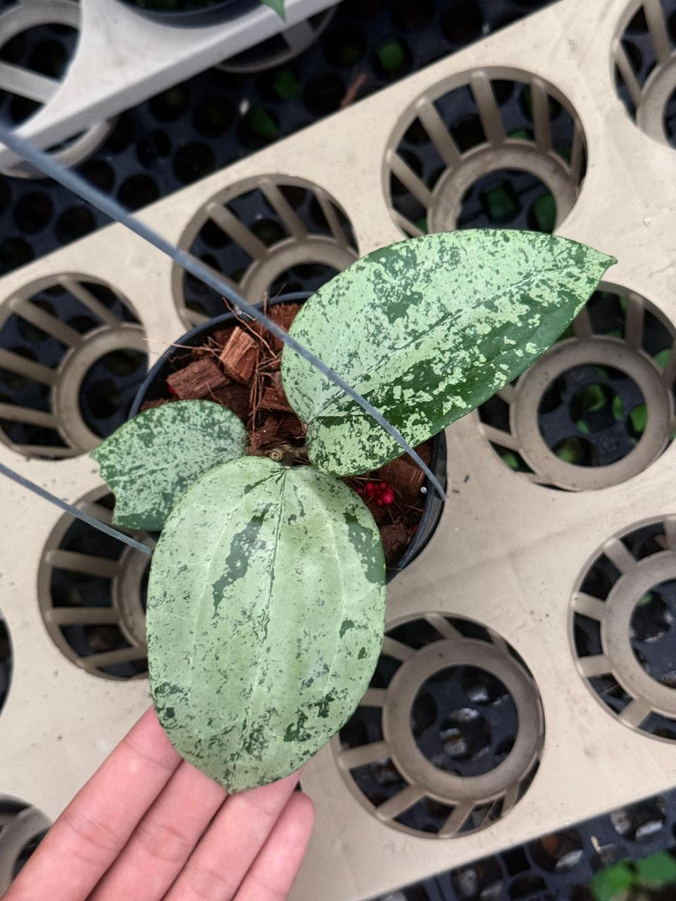 Hoya Latifolia MRH Full Silver — photo 3
