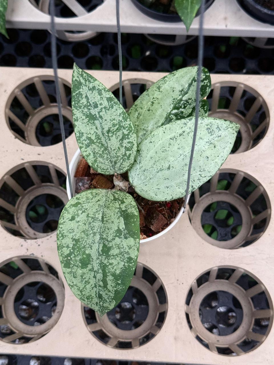 Hoya Latifolia MRH Full Silver — photo 4