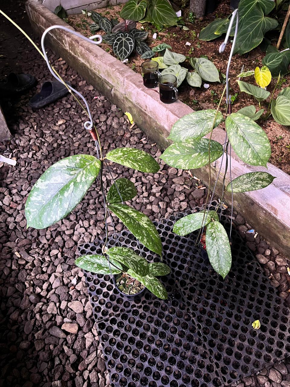 Hoya Meredithii High Splash — rare Indonesian plant