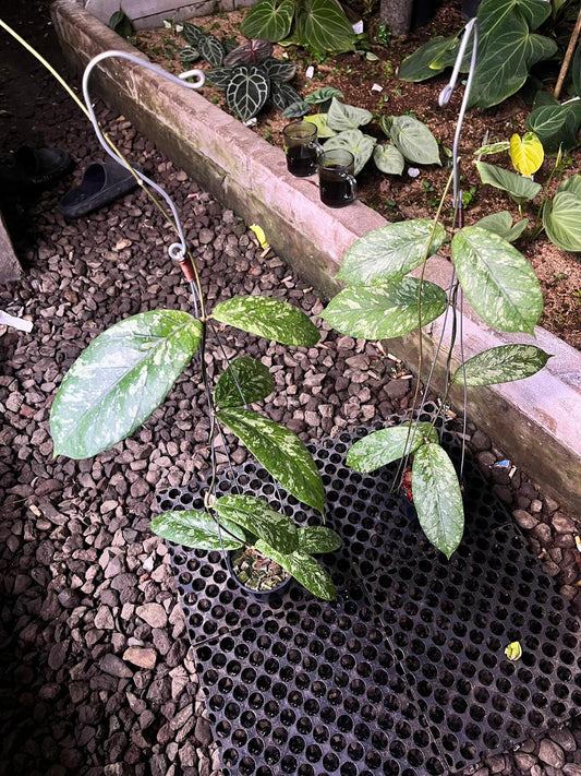 Hoya Meredithii High Splash — rare Indonesian plant