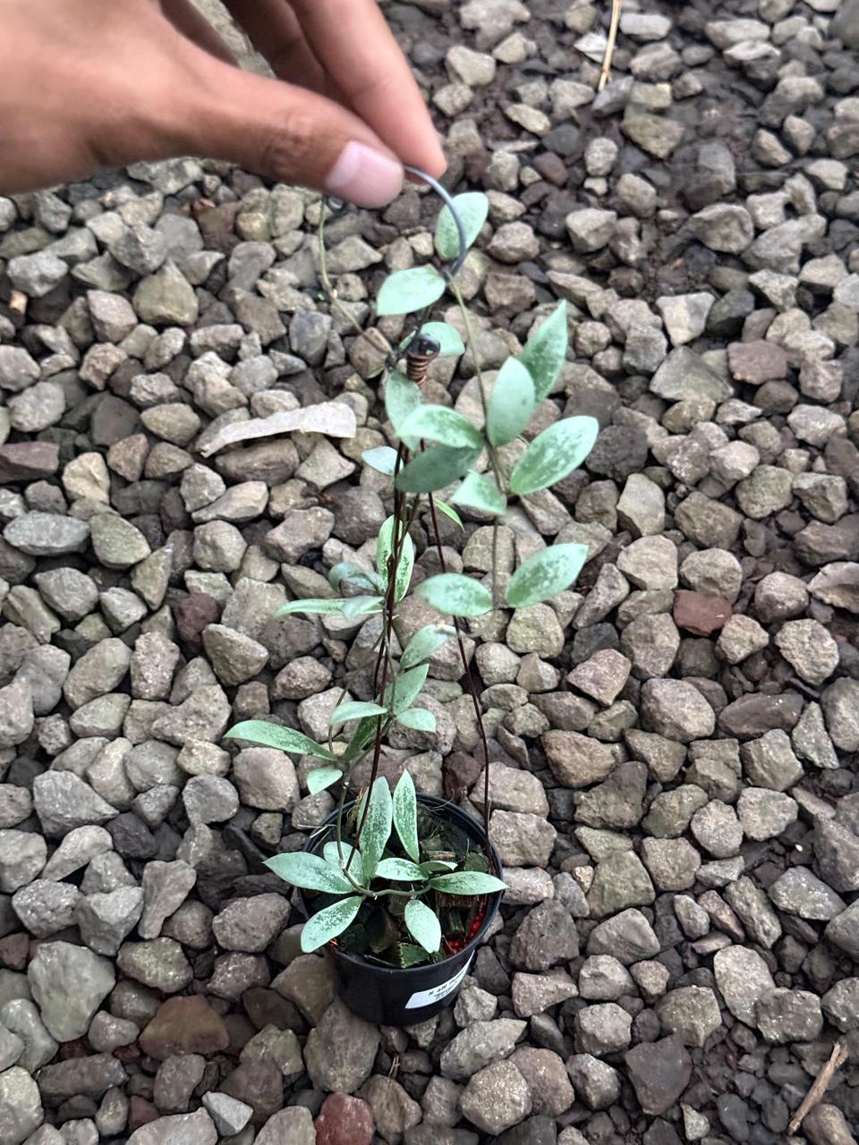 Hoya Mini Coin Silver — rare Indonesian plant