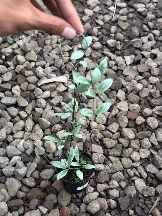 Hoya Mini Coin Silver — rare Indonesian plant