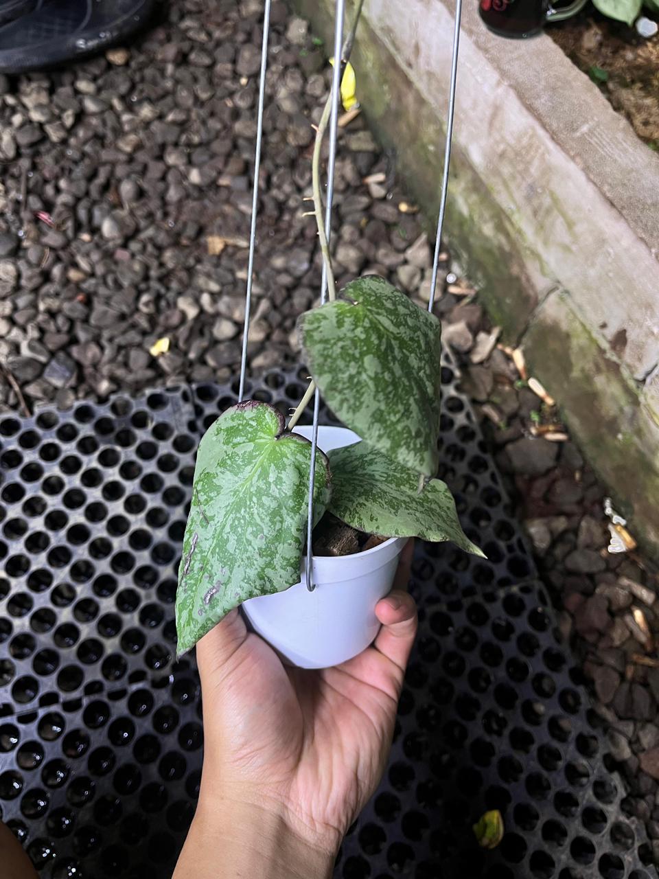 Hoya Purpureofusca x Imbricata — rare Indonesian plant