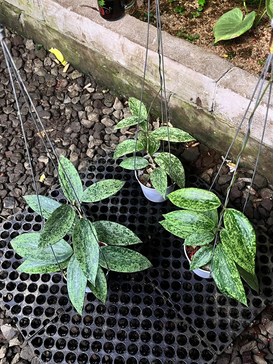 Hoya Rangsan Silver Splash — rare Indonesian plant