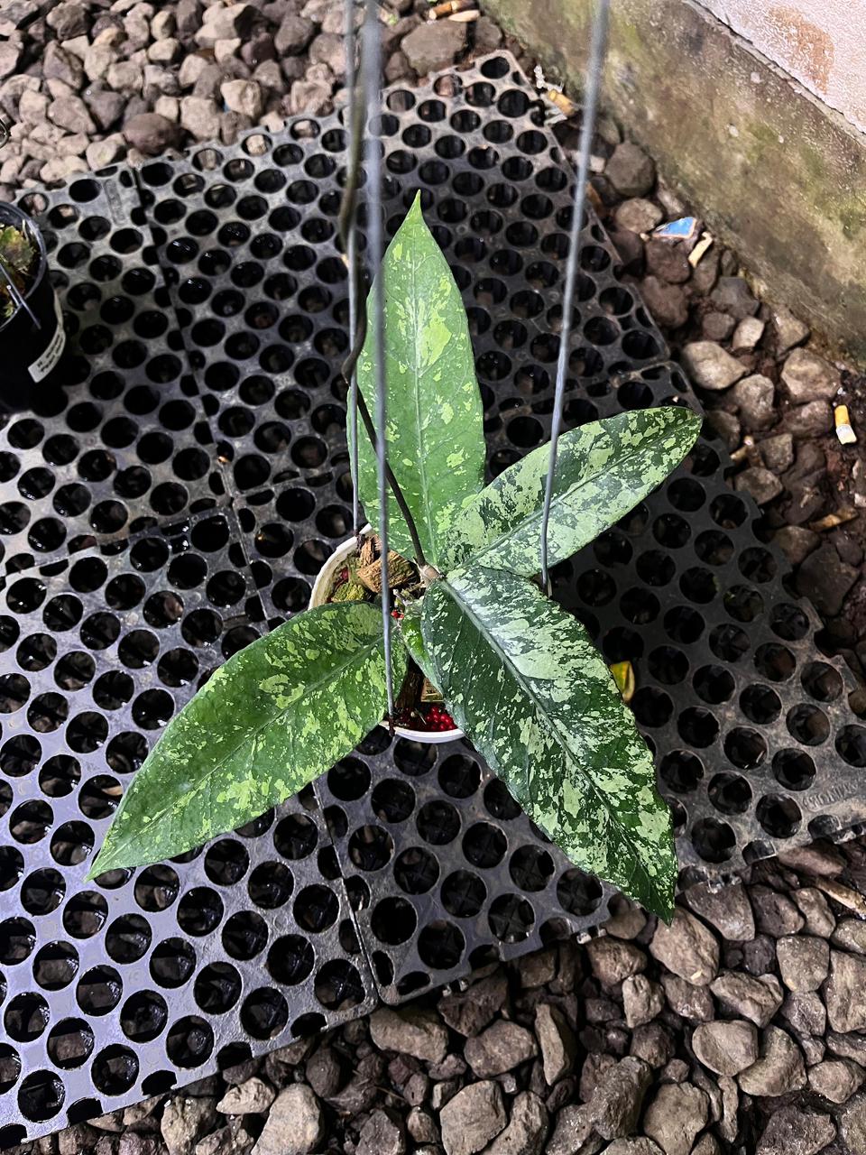 Hoya SP Aceh AR — rare Indonesian plant