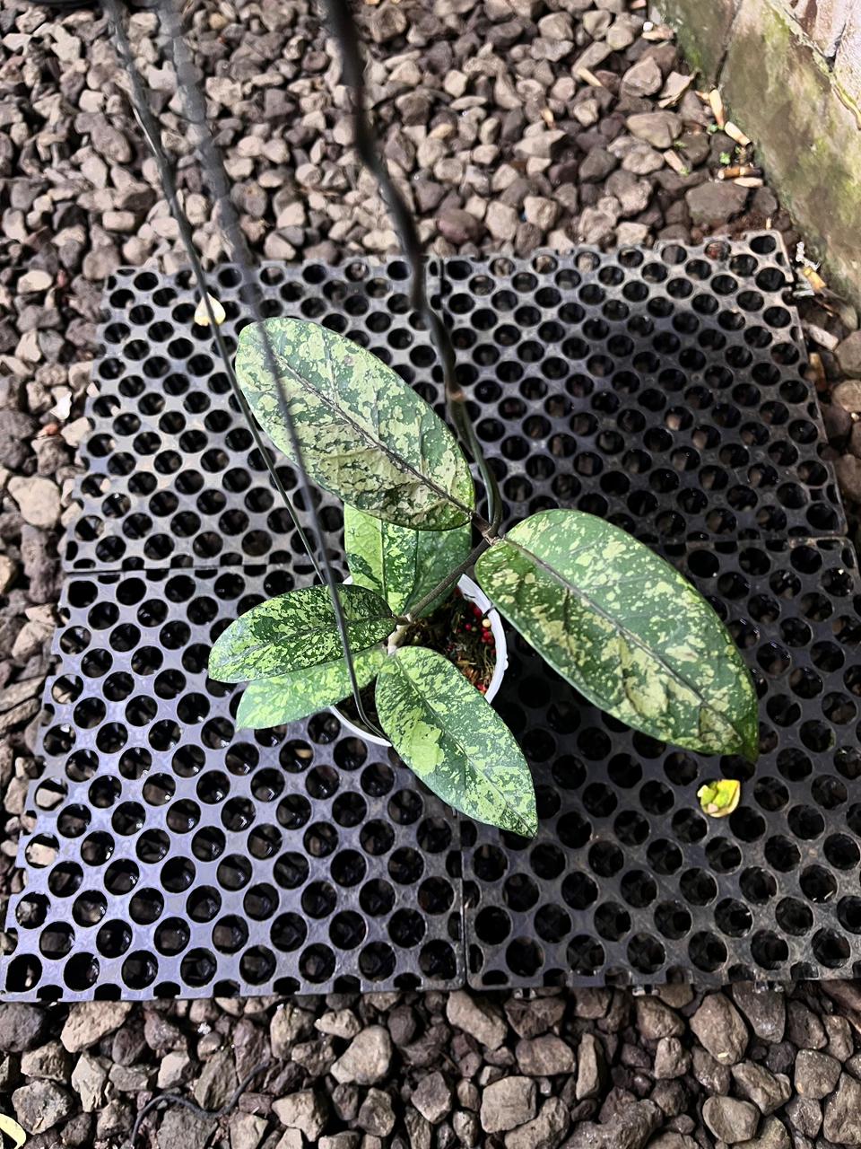 Hoya SP Aceh Mustika — rare Indonesian plant