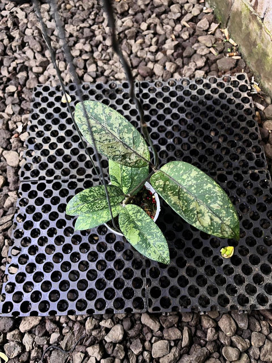Hoya SP Aceh Mustika — rare Indonesian plant