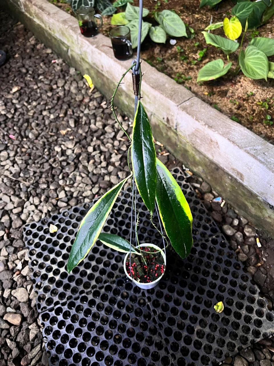 Hoya Sulawesiana Albo — rare Indonesian plant