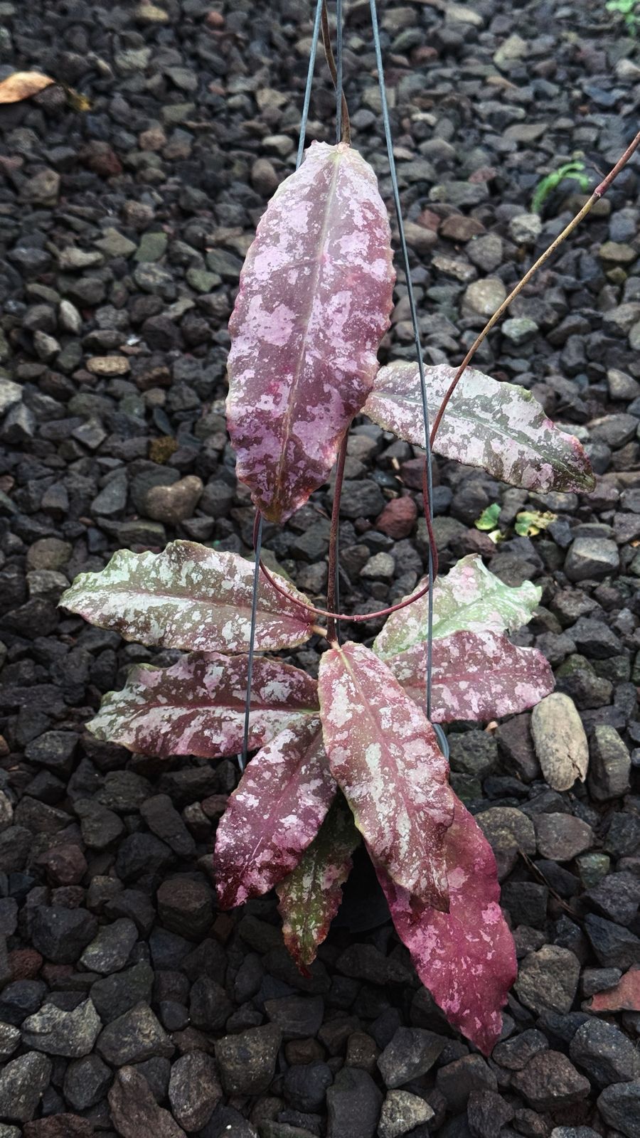 Hoya Undulata Red Splash — rare Indonesian plant