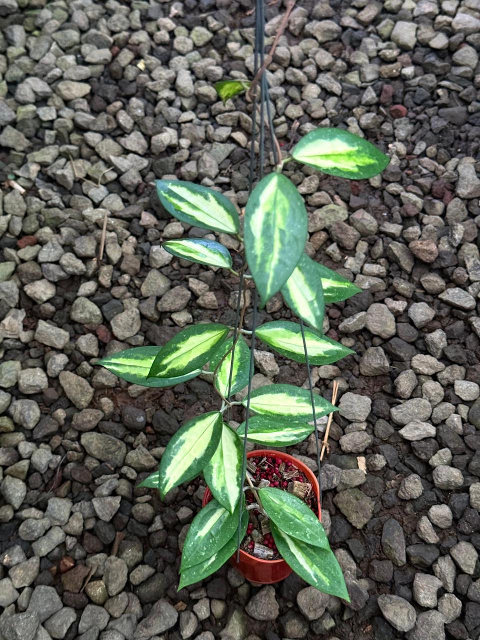 Hoya Verticillata Inner Sp Nganjuk — rare Indonesian plant