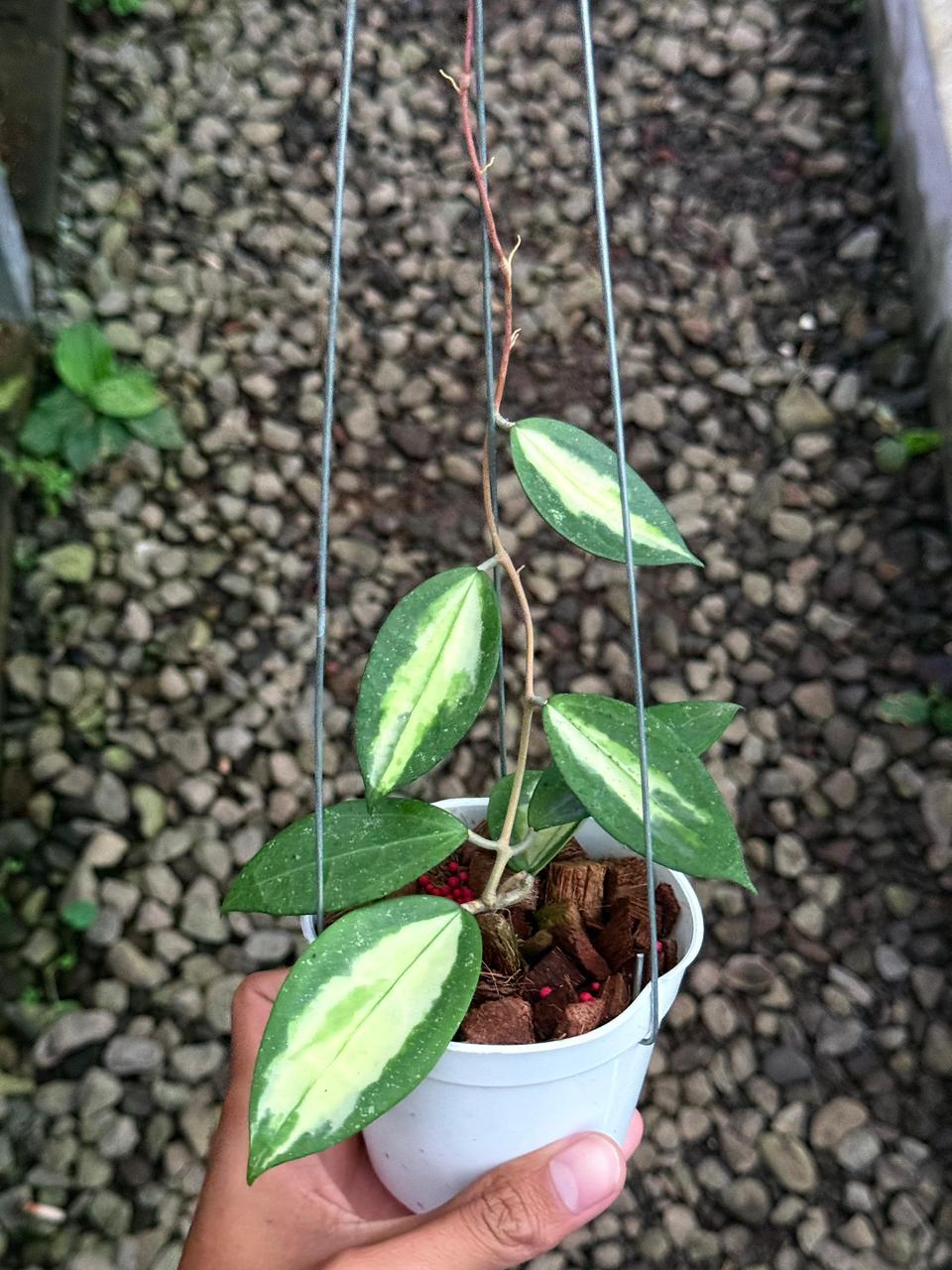 Hoya Verticillata Inner Sp Nganjuk — photo 2