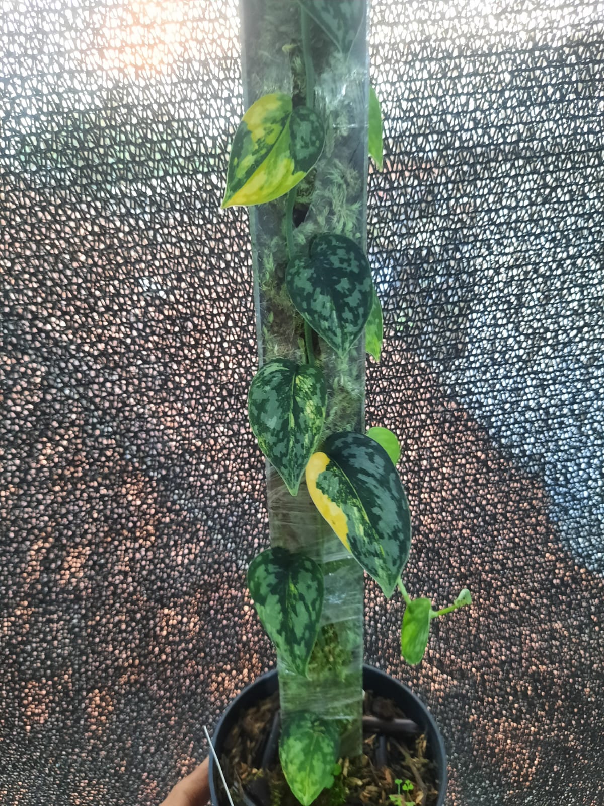 Scindapsus Apolaki Variegated — rare Indonesian plant
