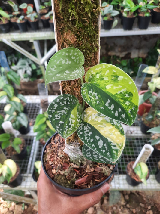 Scindapsus Argyraeus Senopati Variegated — rare Indonesian plant