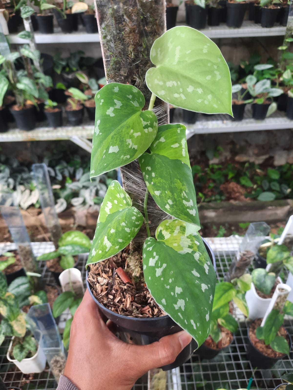 Scindapsus Argyraeus Sentarum — rare Indonesian plant