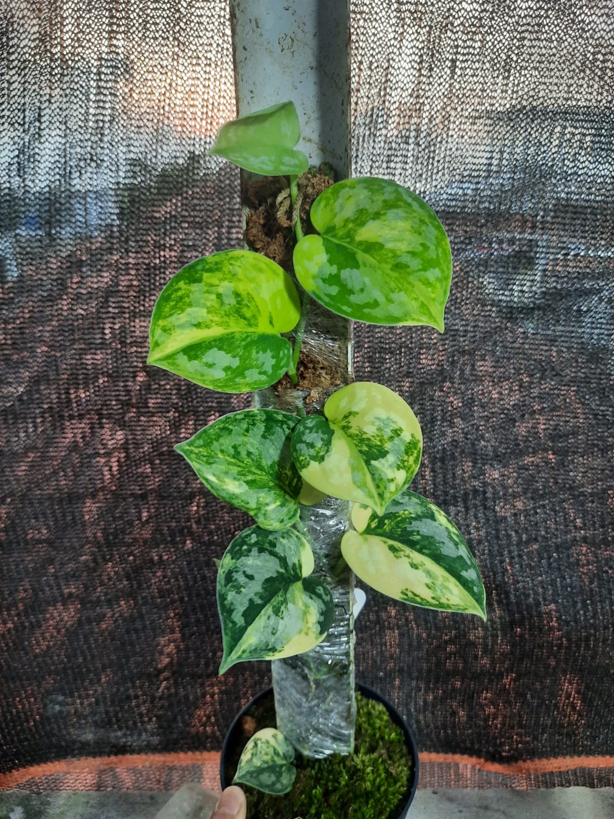Scindapsus Bakudapati — rare Indonesian plant